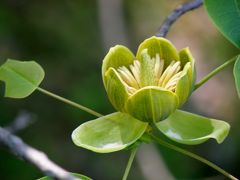 新緑の植物園巡り　その１　大阪市立大学理学部付属植物園