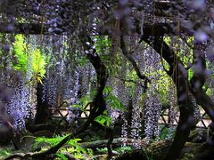 紫の貴婦人を愛でる　【牛島の藤（藤花園）】