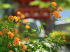 奈良　花めぐり～久米寺、壺阪寺、岡寺