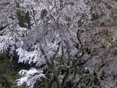 六義園の夜桜を楽しむ