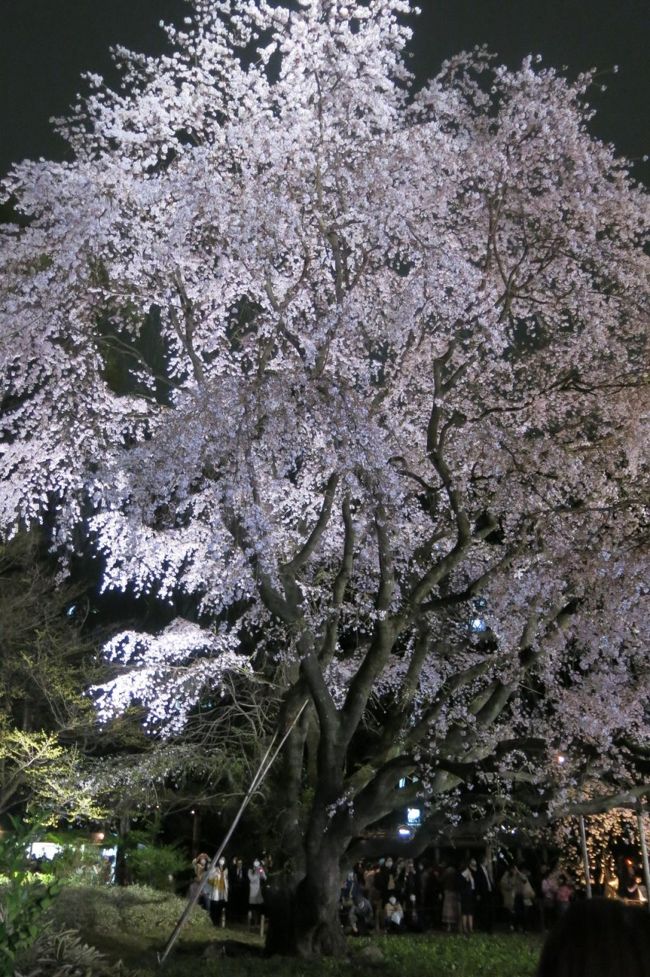 今年の桜はいつもよりも早く咲きました。桜は入学シーズンくらいに満開になるのがちょうどいい季節感だと思うのですが、皆さんはいかがですか？<br />とはいえ、花見は春の定番ということで、今年はまず六義園の夜桜を見に行くことにしました。<br />仕事帰りにプラッとお花見した写真集です。