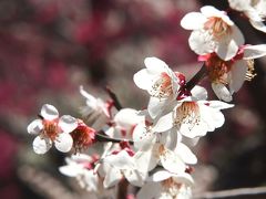 古都京都の四季をゆく・早春編【４】～菅原道真公も愛した、梅の馥郁たる香りに包まれる北野天満宮へ～