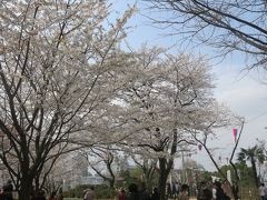 北区の桜めぐり2013