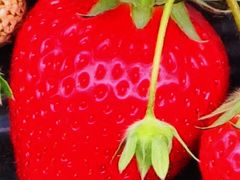一宮　近藤いちご園　9品種30分食べ放題を満喫　☆ふさの香は千葉県の特産
