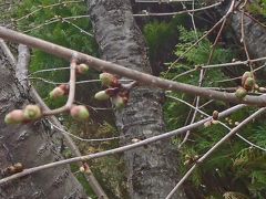 桜はまだ蕾