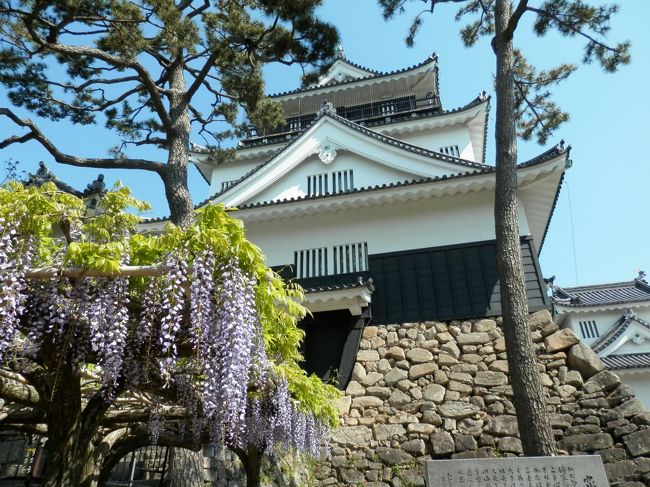 藤が満開の岡崎城登城。