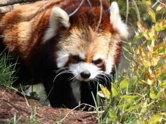 長野新幹線に乗って茶臼山動物園へ４匹の子レッサーパンダ詣（3）茶臼山動物園のアイドル・レッサーパンダたちにさらに８匹も会えた！