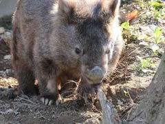 長野新幹線に乗って茶臼山動物園へ４匹の子レッサーパンダ詣（4）ウォンバットが可愛い！～動物さまざま＆桜あふるるGWの信州の動物園