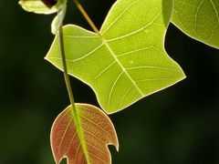 新緑の植物園巡り　その２　神戸市立森林植物園