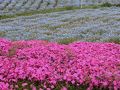 おおた芝桜まつり！