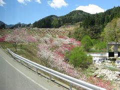 2013年5月　日帰りバス旅行（桃花の里）