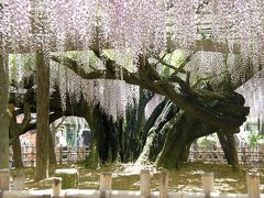 2013 GW花めぐり・・・②玉敷神社のフジ