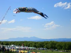 屋根より高すぎ、大きすぎの鯉のぼり