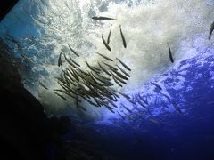 大雪森のガーデン・山の水族館と富良野ラベンダー②