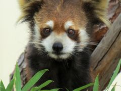 ＧＷレッサーパンダ紀行【４】 京都市動物園　古都ちゃん絶賛換毛中！！茶々おじいちゃん元気です！！ ＆ 福知山市動物園を偵察