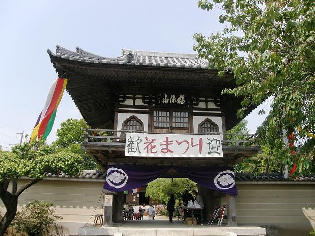 今年もクマガイソウを見たくて、熊谷市の幸安寺に向かいました。<br /><br />毎年訪れているので開花も調べず、勝手に今年は開花が早いだろうと４月中に訪ねました。<br />結果はクマガイソウは咲いていませんでしたが、エビネは開花していました。<br /><br />当日の幸安寺は「花まつり」で檀家さんなのか、地元の方々なのか・・・<br />いろいろの出店を開いていて、なんでも無料で食べてくださいともてなされ、ご馳走になってクマガイソウは咲いていませんでしたが満足の旅でした。