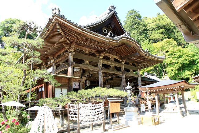 岡寺（西国三十三か所七番札所）石楠花、牡丹が綺麗でした。シャガの花も。<br /><br />天智天皇二年（６６３）に義淵僧正が創建された古刹で、本尊の如意輪観音菩薩像は日本で最大の塑像です。<br />十数年ぶりの訪問となりました。<br /><br />石楠花、牡丹の時期と重なりとても華やかな雰囲気でした。<br />