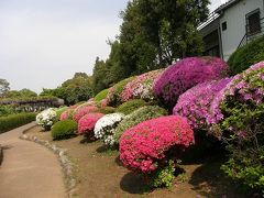 2013.GW花めぐり・・・⑦箭弓稲荷神社のぼたん・ツツジ・フジを楽しむ