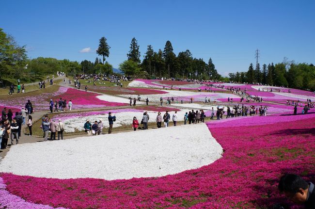 特に予定のない今年のGW。後半の４連休の初日にちょっとだけ早起きして秩父の芝桜を見に行きました。<br />この時期は当日では特急に乗れないため3日前に予約を入れようとしたらすでに満席。<br />やむ無く急行と普通電車を乗り継いて、２時間ほどかけて西武線の横瀬までいって畑の中の農道を抜けて羊山公園に。<br />でも、一面ピンクのカーペットのはずの芝桜は、満開ではあるものの、まばらにスカスカな状態。<br />いきなりがっかり、早々と羊山公園をあとにして次に向かったのは秩父神社。<br />秩父の古い町並み散策のあとに、最後に向かったのは小学校の遠足以来の長瀞。<br />ライン下りの船に乗ったものの、水が少なくて駅のポスターにあったラフティングのような急流下りを楽しむことはできず、かなり消化不良な秩父の散策となってしまいました。