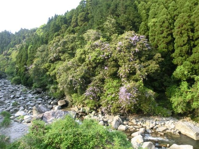 九年庵近くのめがね橋に<br />大きな山藤が見えましたので、<br />立ち寄ってみることにします。