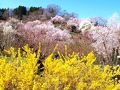 ２０１３ 福島の桃源郷 「 花見山 」 & 「 飯坂温泉 」 の旅 ＜ 福島県福島市 ＞