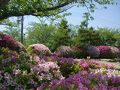 ツツジに囲まれた公園です