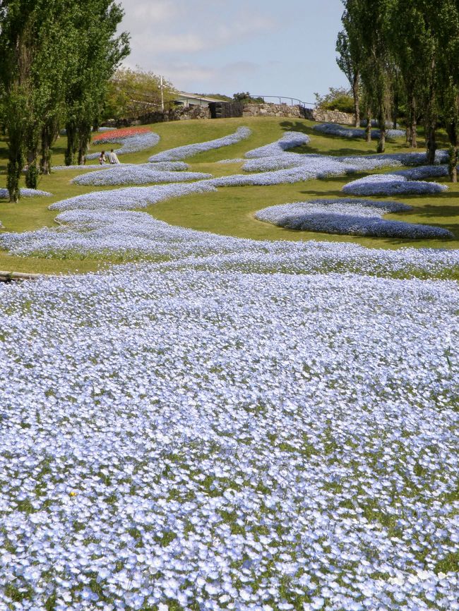 国営明石海峡公園ではチューリップの季節が終わり、ネモフィラとリビングストンデージーが見ごろとなったので<br />行って来ました。<br />先ずは「陽だまりの丘」へ。ここではおよそ２万１千株のリビングストンデージーが陽光を浴び、白、ピンク、オレンジなど色とりどりの花が光り輝き花のじゅうたんとなっていた。夜や曇りの時は花を閉じてるそうで、日陰にある花は閉じたままだった。<br />続いては「ポプラの丘」へ。こちらはネモフィラがその数およそ９万株。丘陵地が涼しげな水色で埋め尽くされて、まるで青い川が流れているよう。<br />気分が安らいだ後は隣の「奇跡の星の植物館」へ。<br />日本最大級を誇る温室では５月３１日まで「淡路夢舞台薔薇祭２０１３」が開催中。<br />２００種類のバラやクレマチス、ライラックなど春の花木や香りの植物で彩られた「ローズガーデンショー」などを楽しんで、同じ淡路夢舞台の「トムズスタジオ」でランチタイム。<br />淡路夢舞台を満喫の１日でした。