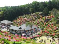 ’１３　塩船観音寺つつじまつり～天寧寺～薬王寺のつつじ