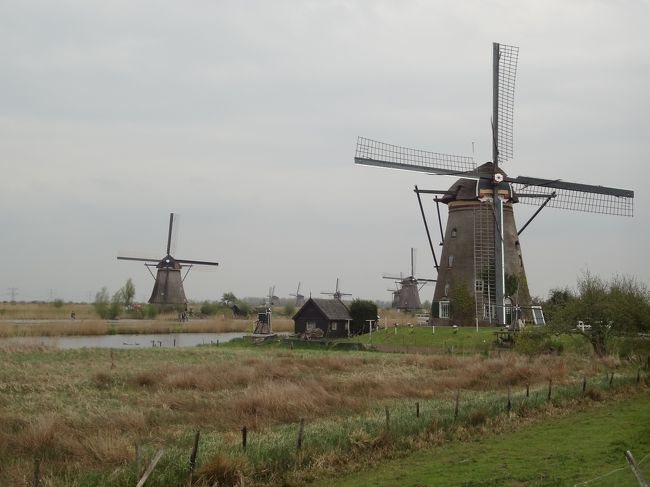 ２泊したアムステルダムを後にして、ロッテルダムへ。<br />コインロッカーに荷物を預け、世界遺産のキンデルダイクの風車群を見に行きました。<br />自転車をレンタルして、風車群のそばを疾走しました。<br />サドル高いよー（笑）<br /><br />□04/30（火）　名古屋→ヘルシンキ→アムステルダム【泊】<br />□05/01（水）　アムステルダム→キューケンホフ→アムステルダム【泊】<br />■05/02（木）　アムステルダム→ロッテルダム（キンデルダイク）→ブリュッセル【泊】<br />□05/03（金）　ブリュッセル→ルクセンブルク→ブリュッセル【泊】<br />□05/04（土）　ブリュッセル→アントワープ→ブルージュ→ブリュッセル【泊】<br />□05/05（日）　ブリュッセル→ヘルシンキ→【機内泊】<br />□05/06（祝）　→名古屋<br />
