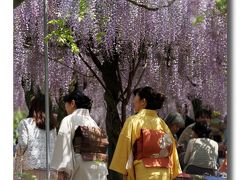 Solitary Journey ［1190］ ＧＷ九州一周、晴れ・晴れ・雨・晴れ・晴れの４泊５日車旅＜千財農園の藤が満開でした♪＞大分県宇佐市