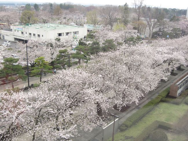 十和田市官庁街通りの桜とflowers 十和田市 青森県 の旅行記 ブログ By ねこうさぎさん フォートラベル