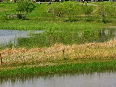 北総Walk-3　大柏川第一調節池緑地ひとめぐり　☆洪水防災と自然環境の創造を