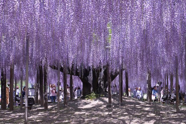 ゴールデンウィーク最終日、天気も良い事から、あしかがフラワーパークへ「藤」を見に行ってきました。藤にも色々な種類があり、それはそれは見事で感激しました。