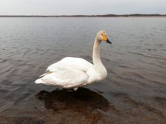 白鳥に　餌をやれない　ウトナイ湖