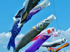 北総Walk-4　国分川鯉のぼりフェスティバル開催中　☆五月晴れ、薫風を受けて
