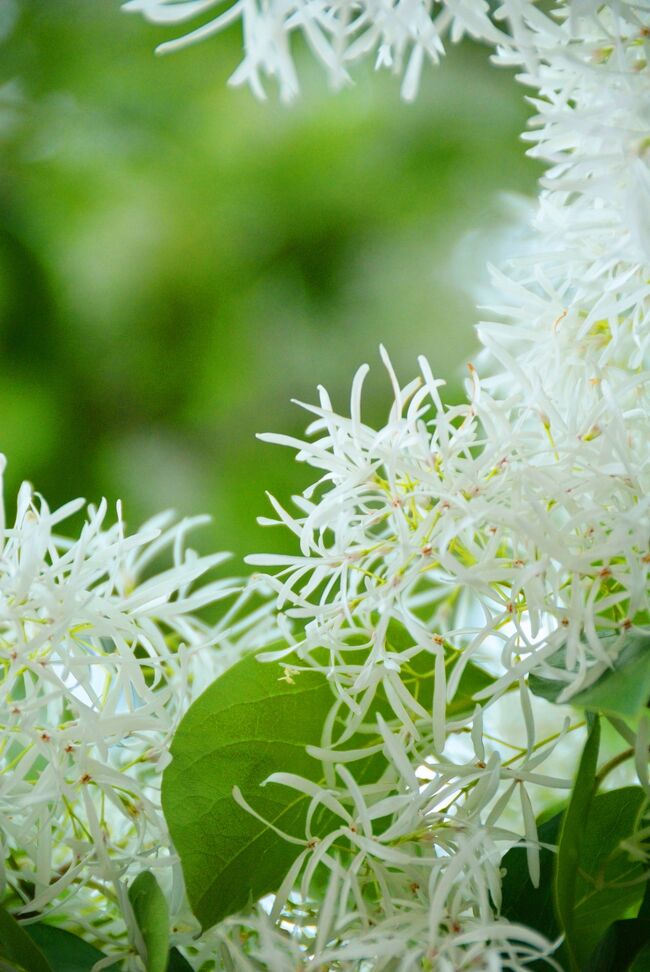 Japan 小平グリーンロード　都立薬用植物園のナンジャモンジャ　～ミツバチばあやの冒険～