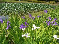 カキツバタとハスの咲く上野台公園です。