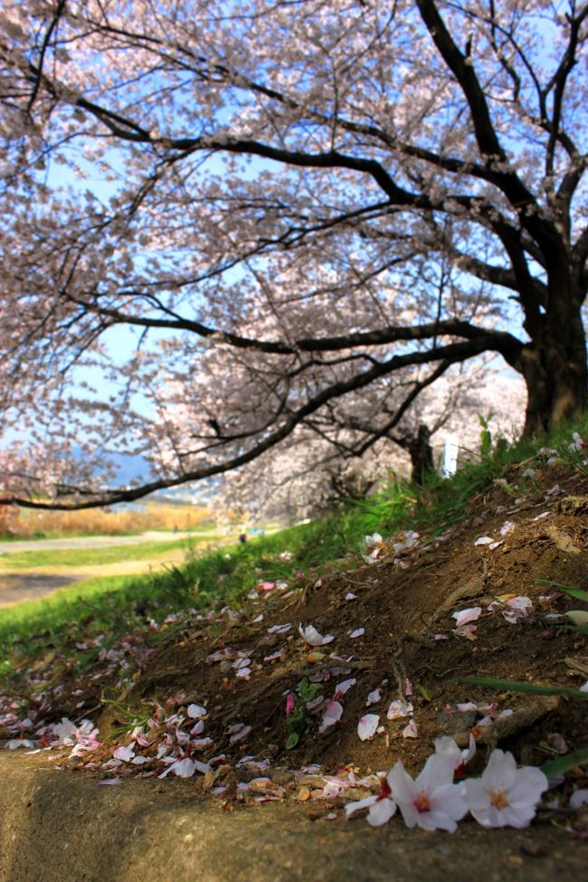 <満開の桜の木の下で><br /><br />ドライブのお誘い~<br />「TVでやってた 福井の油あげ食べに行かない?」<br />行きますとも~<br />食べ物に即 釣られる私...(笑)<br /><br />途中立ち寄った <br /><br />八幡の背割堤の桜は満開<br /><br />琵琶湖 海津大崎はまだつぼみ<br /><br />帰り道に立ち寄った<br /><br />越前市 大宝寺の枝垂れ桜は<br />3/28日が満開だったそうで散り進んでいました。<br /><br />苔の上にふわっと横たわる桜の花びら<br /><br />気温差を体感したドライブでした。<br />