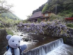 愛のふじ橋と一貫野の藤