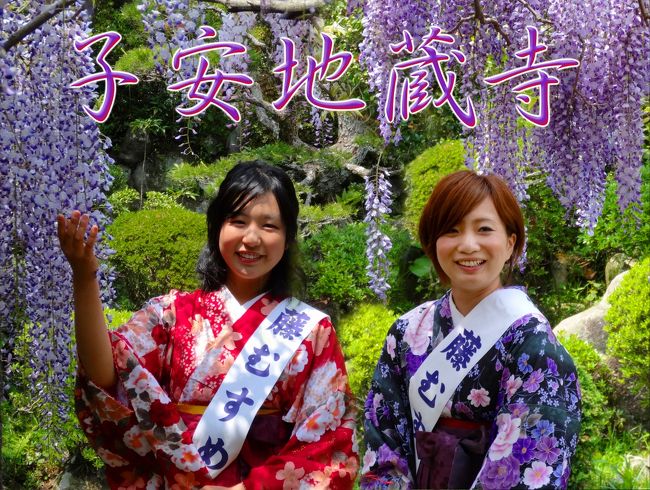 【今日の主目的は乗馬だった】<br />和歌山市内から家族(3人)で自家用車で乗馬をしに奈良クレインに行く予定でした。<br /><br />【移動途中に子安地蔵寺(こやすじぞうじ)によって藤を見た】<br />途中「藤の寺」として知られる和歌山県橋本市菖蒲谷の「子安地蔵寺(こやすじぞうじ)」によりました。<br /><br />【葛城山頂にロープウェイで行ってみた】<br />その後、奈良クレインに行くのですが、クレインは葛城山(かつらぎざん)の麓(ふもと)、葛城山ロープウェイ乗場の近くにあります。<br />葛城山はこの時期山頂付近には見事な「つつじ園」があるそうです。<br />葛城山ロープウェイに乗って、とりあえず山頂まで上がってきました。<br />結局ツツジ園は山頂まで登って景色を見ているうちに見れなくなってしまいました。<br />というよりも山頂から見てもここの特徴である真っ赤なツツジは見当たりませんでした。<br />この日は5月初旬でしたから、まだあまり咲いていなかったのかもしれません。ここのツツジ園の見ごろ・満開は5月中旬です。<br />(標高が高く涼しいため、下界より遅れて咲き出します。)<br /><br />【楽しい乗馬をした】<br />その後、乗馬をして帰ってきたわけです。 <br /><br />【結局旅行記のメインは子安地蔵時となった】<br />子安地蔵寺では、ちょうど藤むすめの写真撮影会の日でしたので藤むすめの華やかな写真が撮れました。<br />そこで、旅行記のメインは子安地蔵寺としました。<br /><br />---------------------<br /><br />【子安地蔵寺】<br />「安産」祈願のお寺として有名で年間を通じて多くの妊婦の方々が訪れます。<br />境内には綺麗な草花を見ることにより「視覚」から、さらには、花々の香りを嗅ぐことで「臭覚」から心身ともにリラックスすることができるようです。<br />その結果、元気で健康な赤ちゃんを産むことができるのですね。<br />いろいろな花を育てているのは、このことを目的とされているようです。<br /><br />易産山 子安地蔵寺(こやすじぞうじ)<br />住所: 和歌山県橋本市菖蒲谷94<br />電話: 0736-32-1774 <br />宗派: 高野山真言宗<br />御本尊: 地蔵菩薩<br />御住職: 島田弘恭<br />拝観: 8〜17時(冬季は9〜16時)<br />料金: 300円(藤のシーズンのみ)<br />交通: 南海高野線御幸辻駅から徒歩25分又はJR和歌山線橋本駅からタクシー15分、車だと、阪和道美原北ICから南へ約30?<br />駐車城: 120台普通車300円(藤などのシーズンのみ)<br /><br />関西花の寺25ヶ所 第24番<br />紀伊之国十三仏 第5番<br />紀伊西国霊場 第2番<br />でもあります。<br /><br />HP<br />http://www8.ocn.ne.jp/~jizouji/index.html<br />