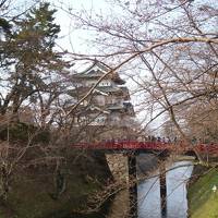 弘前はまだ硬い蕾の桜