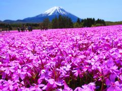 ３年ぶりの富士芝桜まつり～富士運キープでふわふわ絨毯
