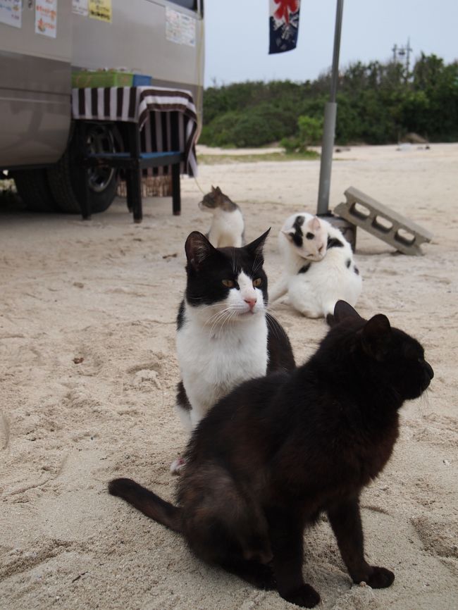 ４泊５日の八重山一人旅で出会ったニャンゴさん達をご紹介します。<br /><br />特にお気に入りは、この白黒猫さん。<br />ハチワレ具合がちょうどいい。<br /><br />雨が降らなかったら、もっとたくさん見れたかな？<br /><br /><br /><br />沖縄本島の猫たち（2011年）はこちら。<br />http://4travel.jp/traveler/chirorin/album/10577809/