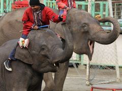 市原/木更津ぐるり旅【18】～ゆめが叶う動物園～市原ぞうの国③