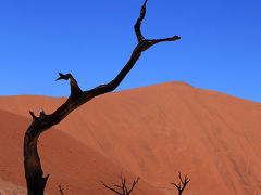 赤い砂漠を見に行こう!!～ナミブ砂漠～