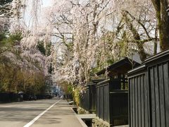 枝垂桜と武家屋敷・桧内川とソメイヨシノ