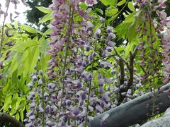 『三大神社』◆2013年ＧＷ最終日は滋賀県草津市で藤三昧！≪前編≫