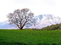 ハンドルを北に!  （春はまだはそこまで、小岩井農場と一本桜と盛岡城跡と石割桜＆盛岡冷麺）