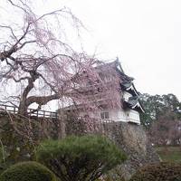 弘前公園　桜見学
