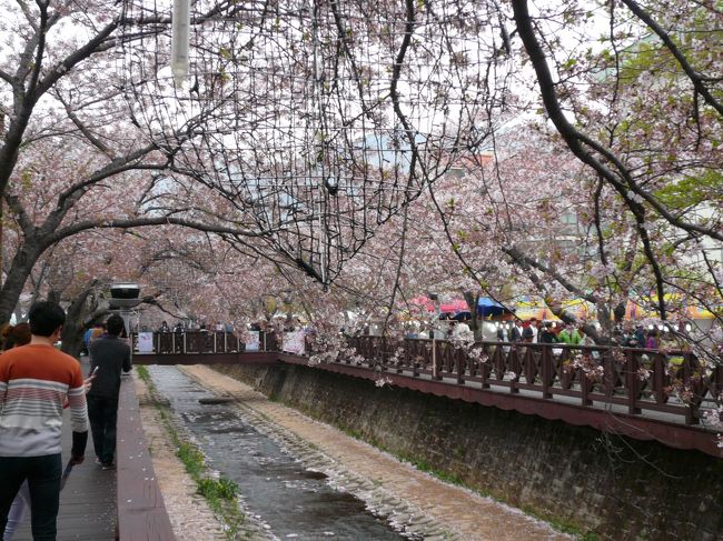 鎮海と慶州の桜がきれいだと聞いたので行って来ました！鎮海の方は今年は桜の開花が早くて散り始めていたのですが慶州はまだなんとかもっていて最高にきれいでした。釜山から慶州に向かう道沿いから慶州全体が桜で埋め尽くされていて言葉では言い尽くせない程の景色でした。